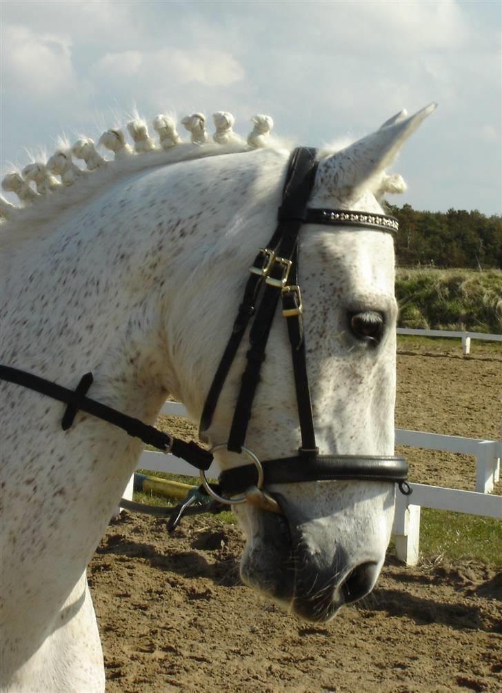 Anden særlig race IL TEMPO GIGANTE "SOLGT" - Han ligner jo en dressur pony(; billede 14