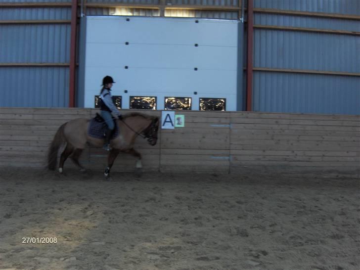 Anden særlig race Vestervangens Asterix - Opvarmning i arbejdstrav, men se hans benløft d; billede 6
