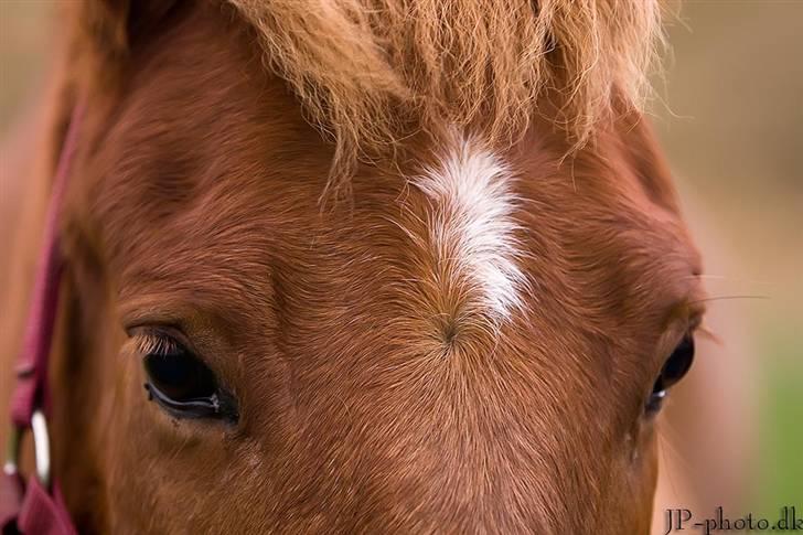 Anden særlig race Vestervangens Asterix - Asterix, du har det sødeste sind! JP-foto billede 7