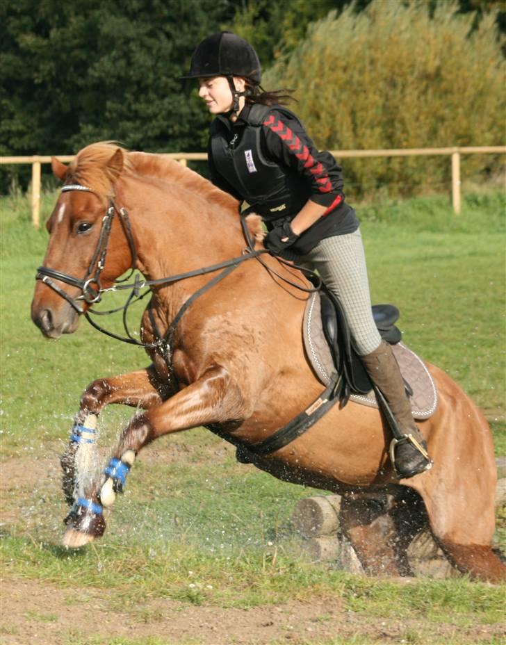 Anden særlig race Vestervangens Asterix - terræn undervisning 27.sep 08´.  billede 8