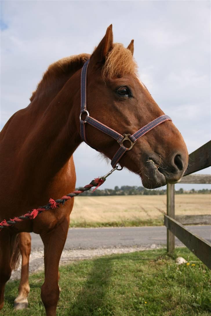 Anden særlig race Vestervangens Asterix - Asterix<3 Taget af heidi (: billede 9