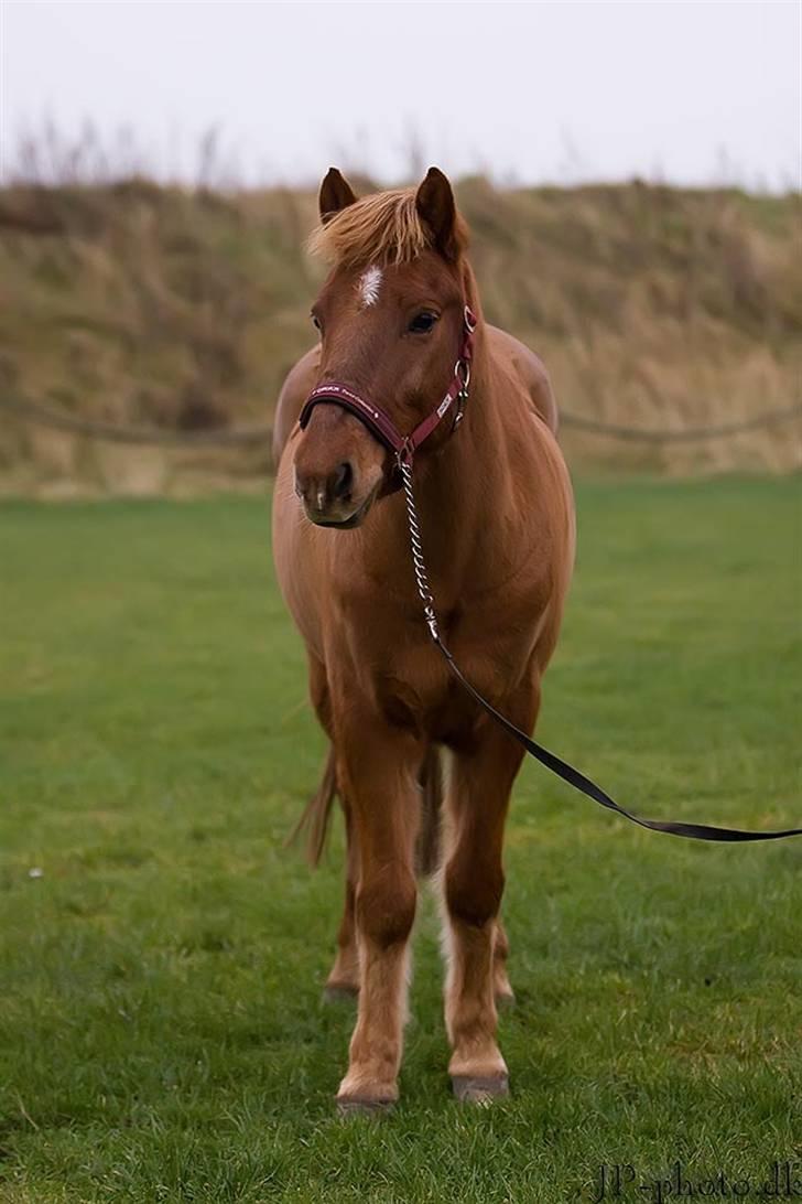 Anden særlig race Vestervangens Asterix - JP-foto billede 11