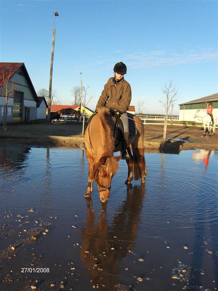 Anden særlig race Vestervangens Asterix - Iiih vand d; billede 12