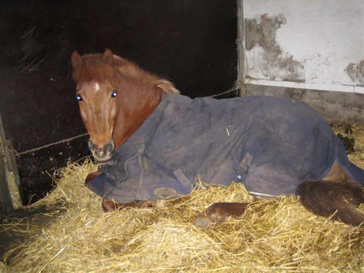 Anden særlig race Vestervangens Asterix - Drengen får sig en slapper d; billede 13