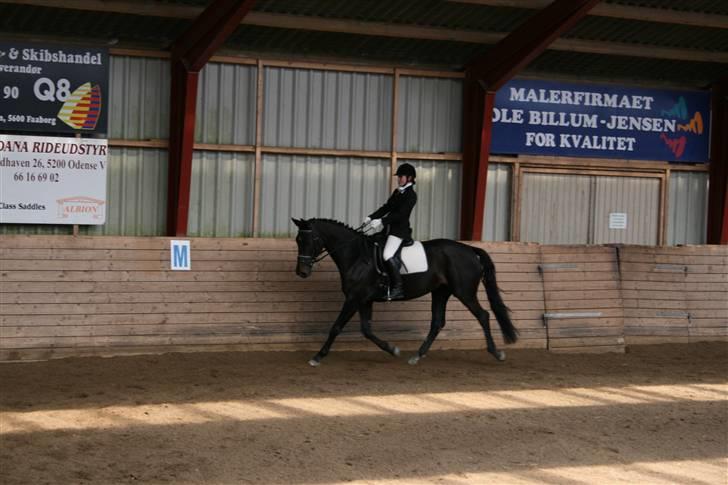 Dansk Varmblod Lillemarken's Abrikoos (solgt) billede 2