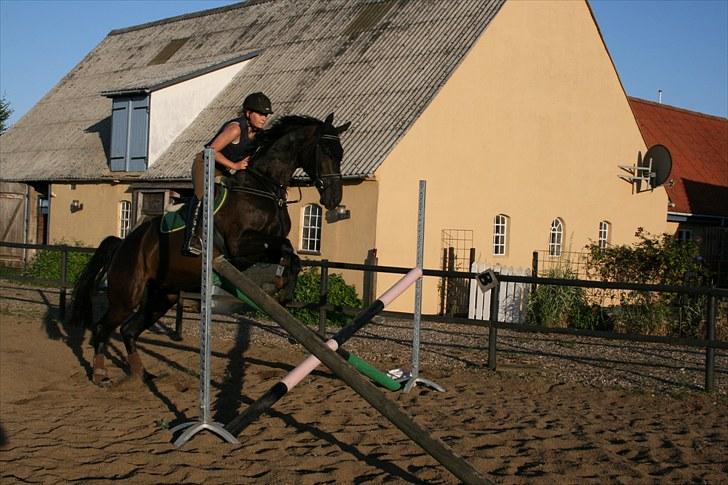 Dansk Varmblod Lillemarken's Abrikoos (solgt) billede 4
