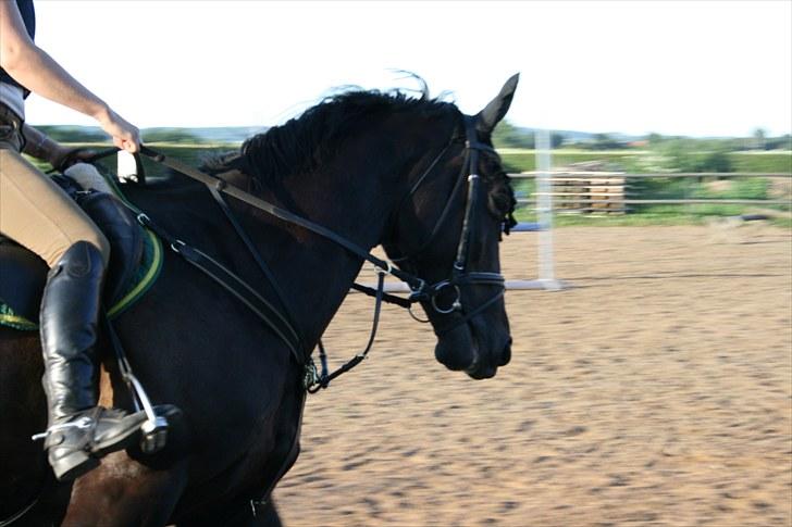 Dansk Varmblod Lillemarken's Abrikoos (solgt) - Finno...<333 billede 5