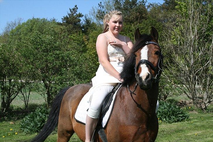DSP Aavangs robin *RIP* - Verdens aller smukkeste og dejligste pony, til konfirmationen d. 1 Maj 2011 :) <33 elsker dig pony! Foto: Rune :) billede 7