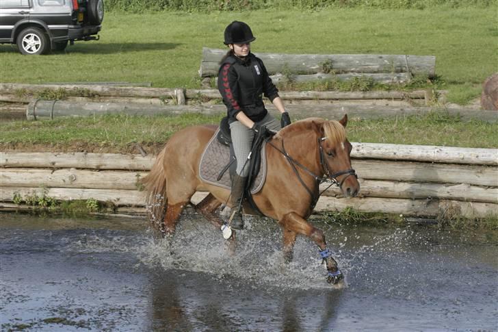 Anden særlig race Vestervangens Asterix - terræn undervisning 27.sep 08´.  billede 14