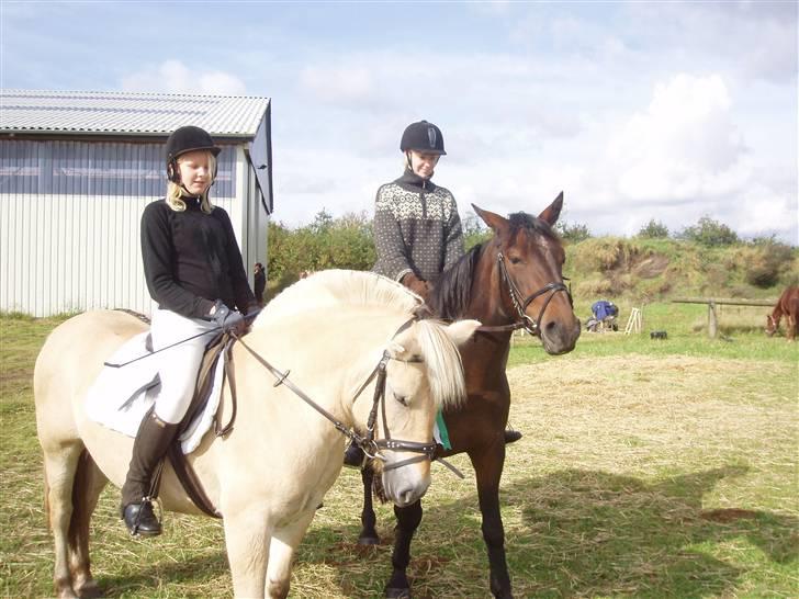 Fjordhest bell - miq oq søsser<33 billede 18