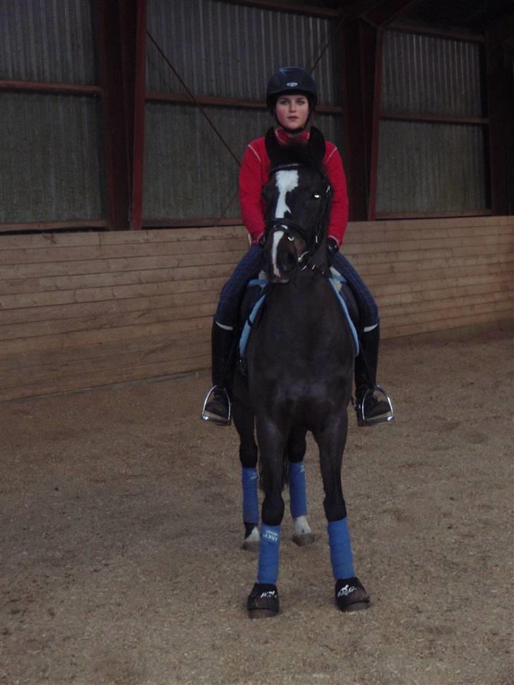 Tysk Sportspony Holsteins Sissi - Min pony :) <3 billede 8