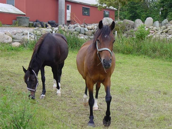 Anden særlig race ponny billede 6