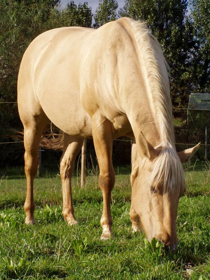 Quarter Strawberry Maiden billede 1