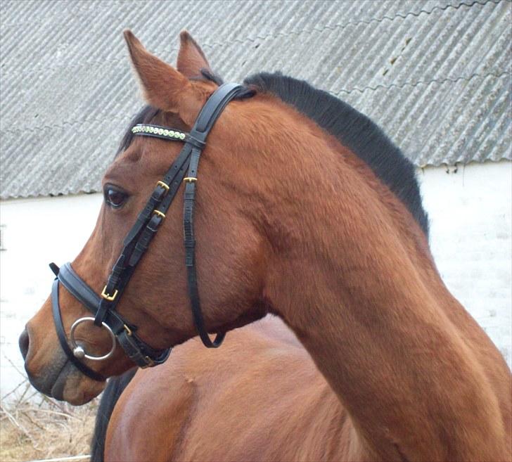 Hollandsk Sportspony Lukas  - 7) Smuksakken <3 Jeg elsker dig virkelig, mit et og alt, min bedste ven :D billede 8