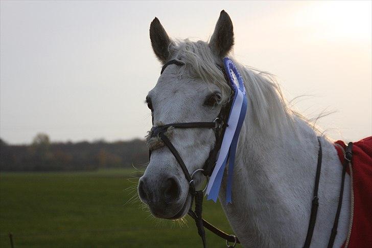 DSP Asgogårds Splint - Velkommen til Splint´s Profil ... nr. 2 i lb til sit første springstævne :´) billede 1