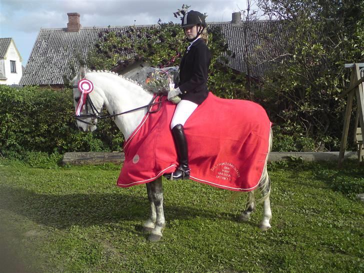 DSP Asgogårds Splint - Distriktmester 2008 kat. 2 :D med 61.88% billede 2