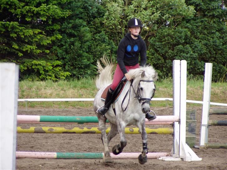 DSP Asgogårds Splint - Efter spring  billede 3