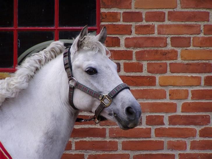 DSP Asgogårds Splint - Lige kommet hjem fra Distriktsmesterskabet! :-) billede 4