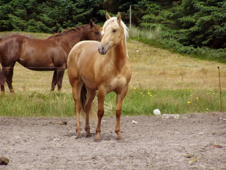 Quarter Strawberry Maiden billede 5