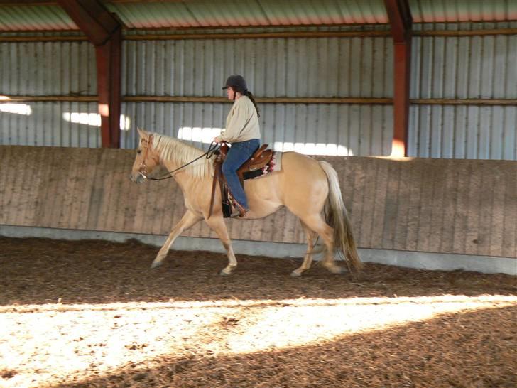 Quarter Strawberry Maiden billede 7