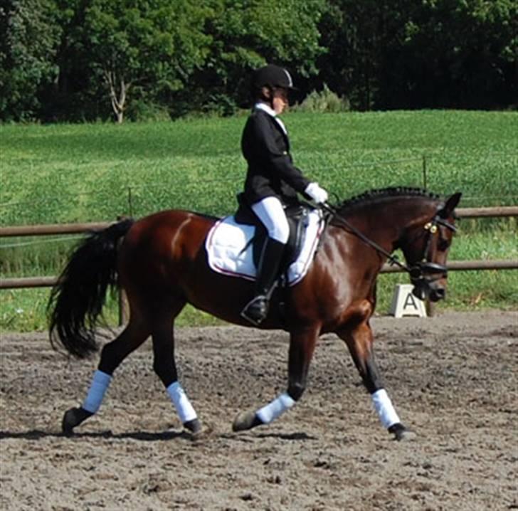 New Forest Storådalens Cecilie - smukke pony og mig billede 1