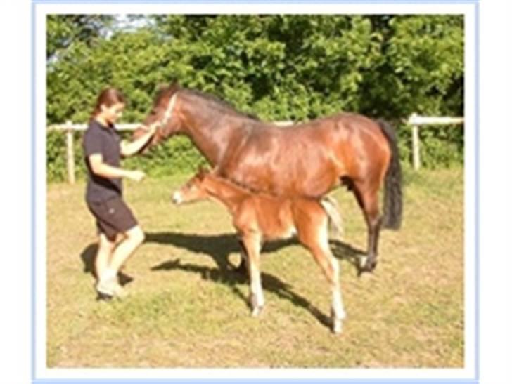 New Forest Storådalens Cecilie - Cille og smukke Ocean billede 2