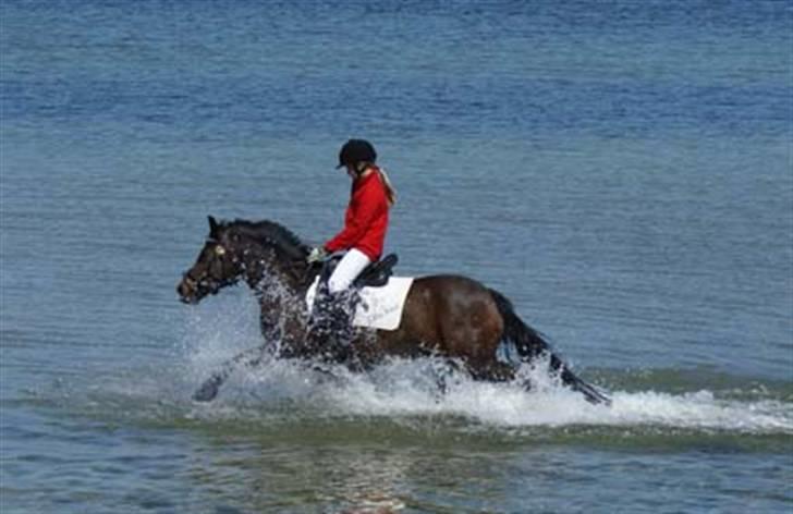 New Forest Storådalens Cecilie - så er vi i vannet efter en lang jakt billede 3