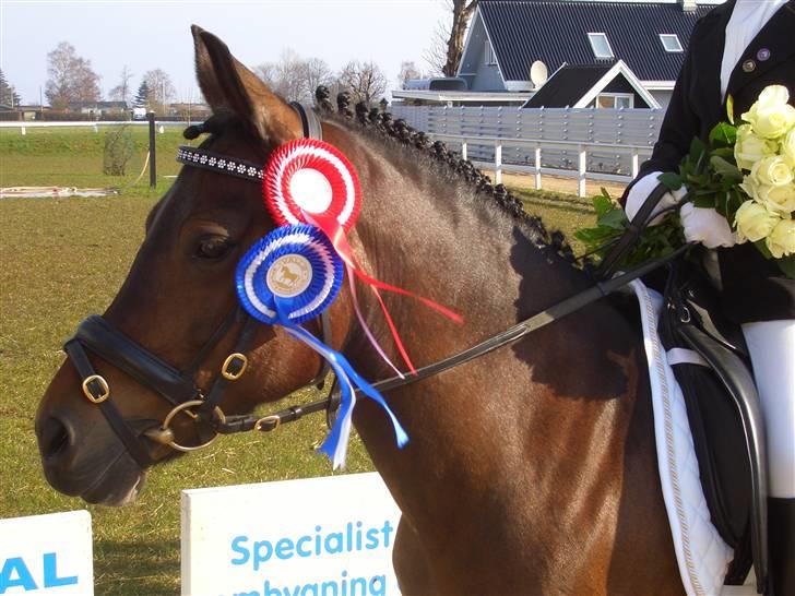 New Forest Storådalens Cecilie - smukke Cille hoved og 2 fortjente rosetter billede 4