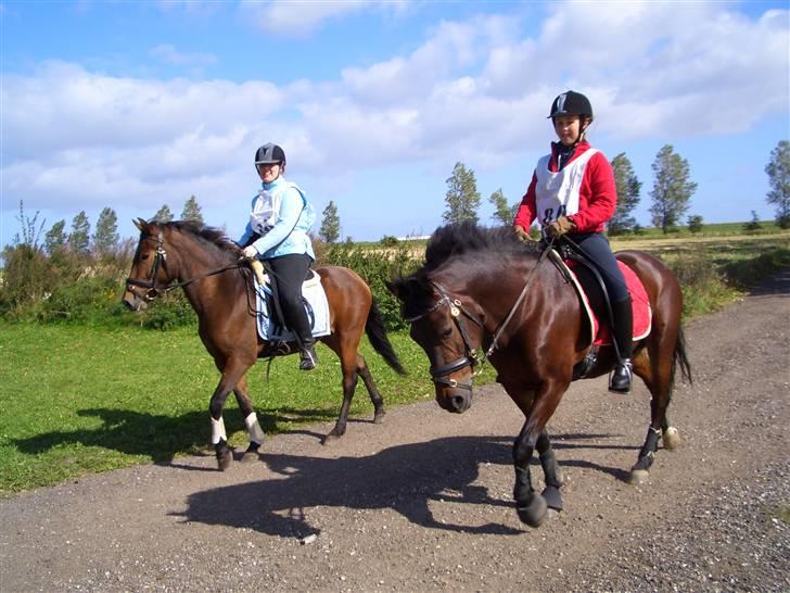 New Forest Storådalens Cecilie - På vej til distance billede 5