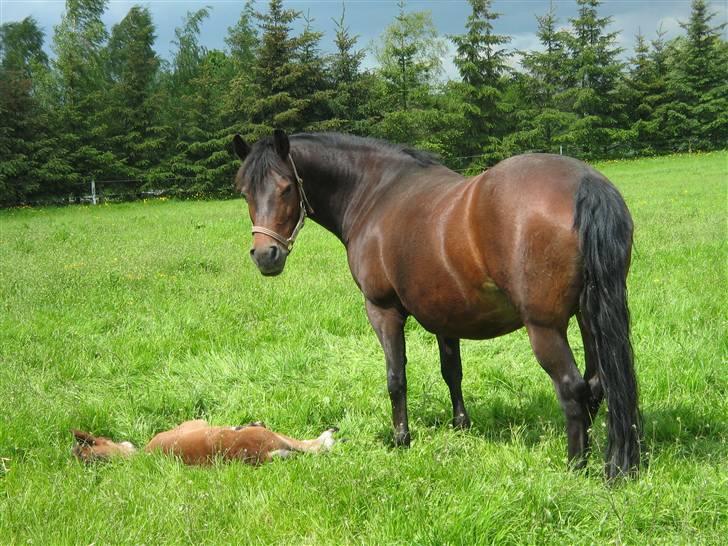 New Forest Storådalens Cecilie - så er graze død eller sover hun bare?? billede 6