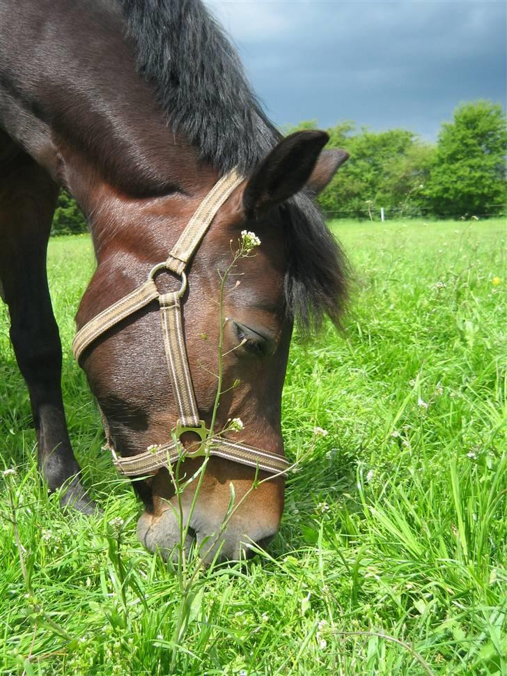 New Forest Storådalens Cecilie billede 7