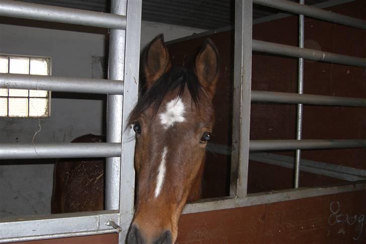Anden særlig race Riisgaardens Kira  - er jeg ikke bare sød og måske lidt fræk billede 1