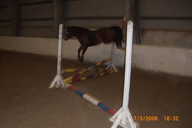 Anden særlig race Riisgaardens Kira  - elsker bare at springe billede 2