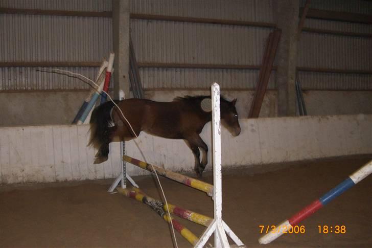 Anden særlig race Riisgaardens Kira  - spring spring billede 3