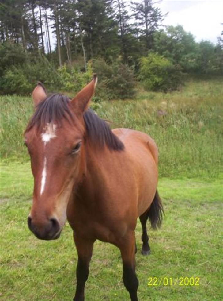Anden særlig race Riisgaardens Kira  - jeg ser godt ud billede 4