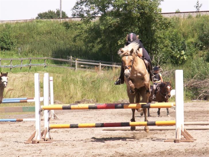 Anden særlig race Kellerups Golden Star - første gnag jeg sprang på golden billede 11