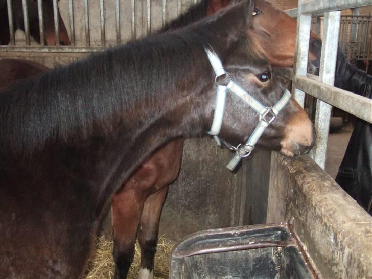 Dansk Varmblod Raia - Dec. 07 billede 11