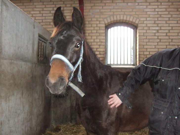 Dansk Varmblod Raia - Dec. 07 billede 12