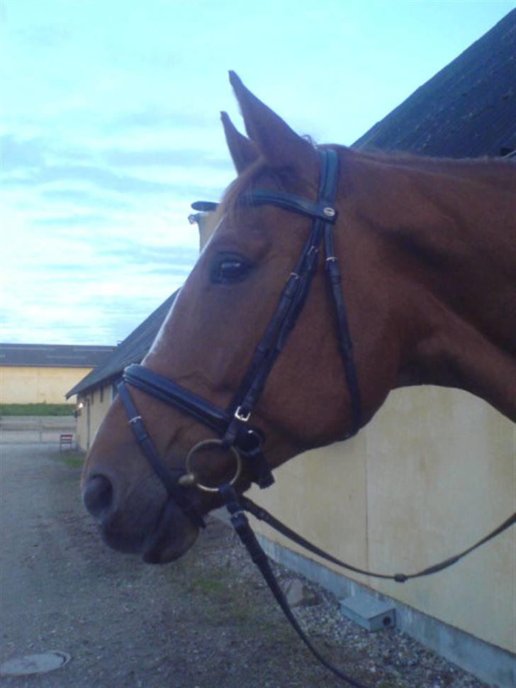 Dansk Varmblod Chablis billede 3