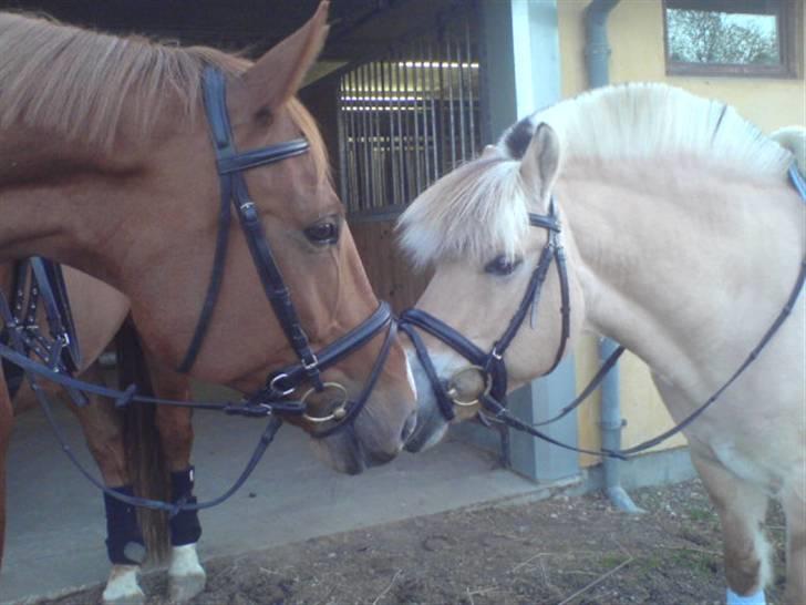 Dansk Varmblod Chablis - Chabbe oq amon hyqqer li´ lidt (: billede 5