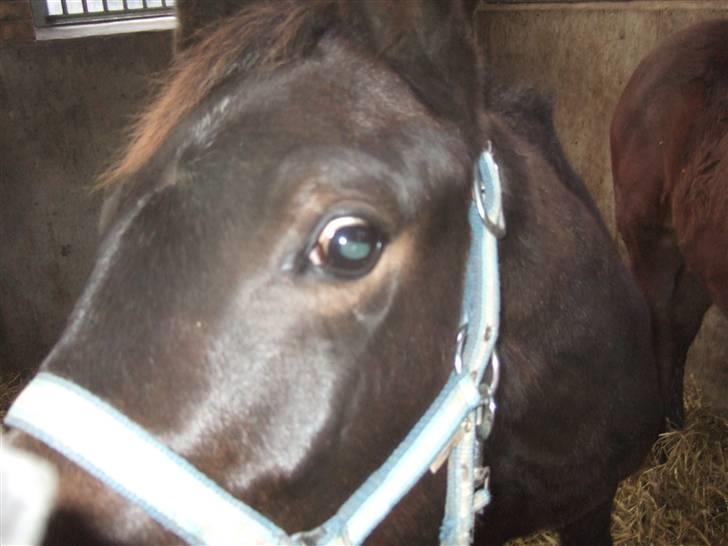 Dansk Varmblod Raia - altid nysgerrig billede 13