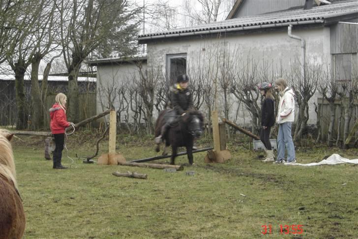 Shetlænder Pumba billede 5