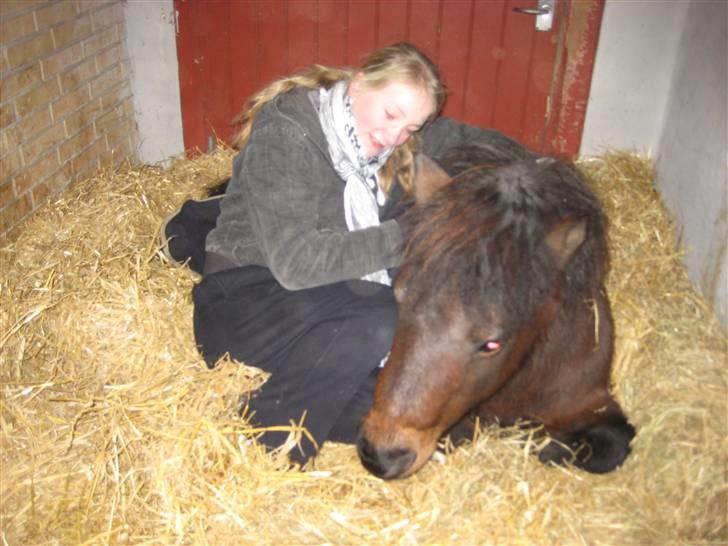 Shetlænder Mikkie RIP. 10 november  billede 20