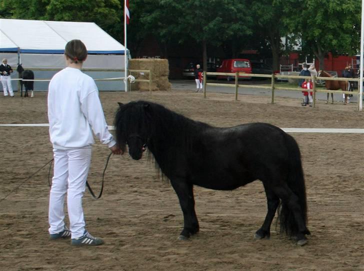 Shetlænder Stjernens Sahara billede 2