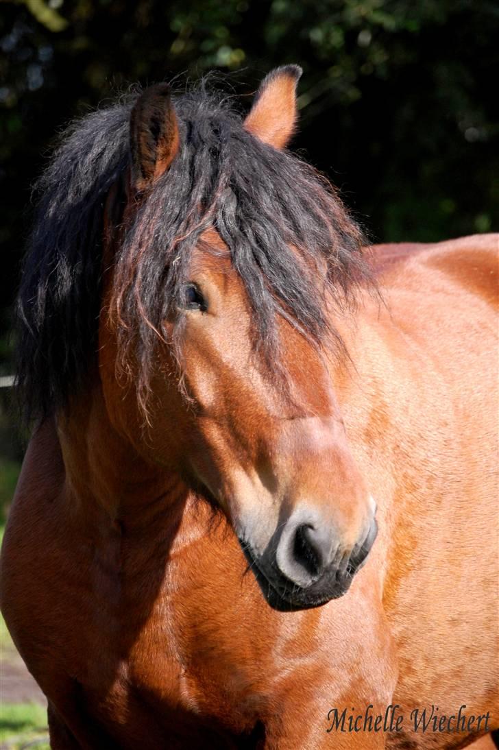 Belgier Balder billede 1