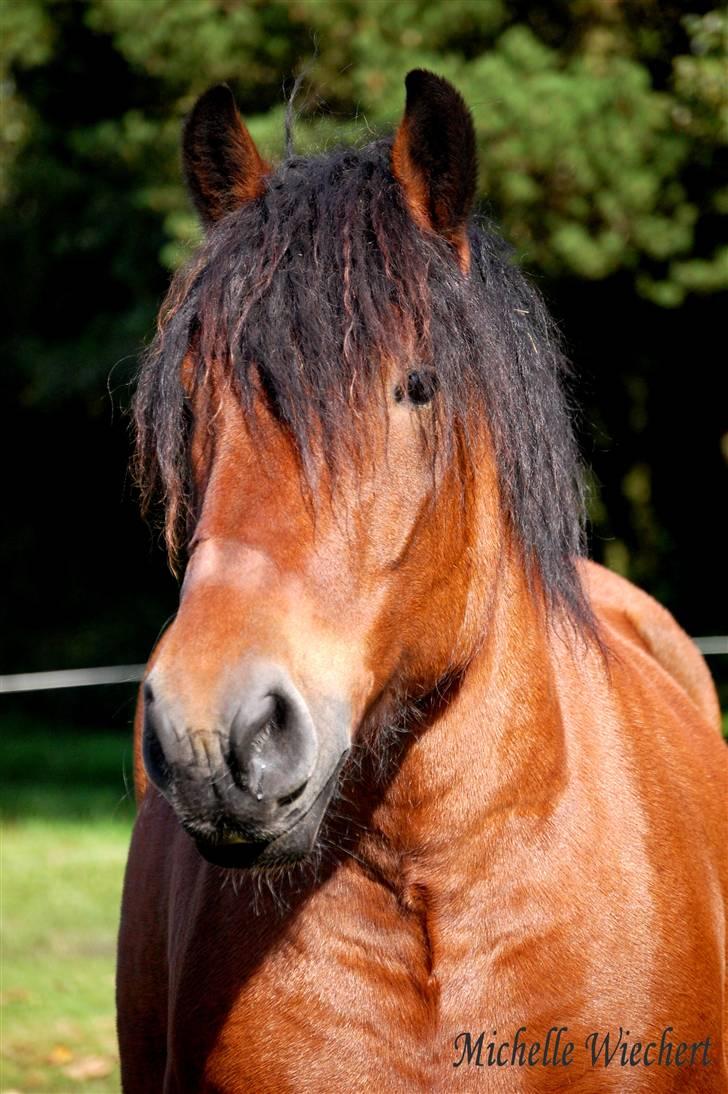 Belgier Balder billede 2