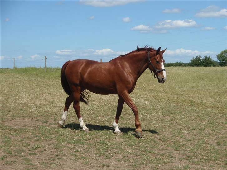 Anden særlig race Melvads Marquis - Juni 2008.  billede 14