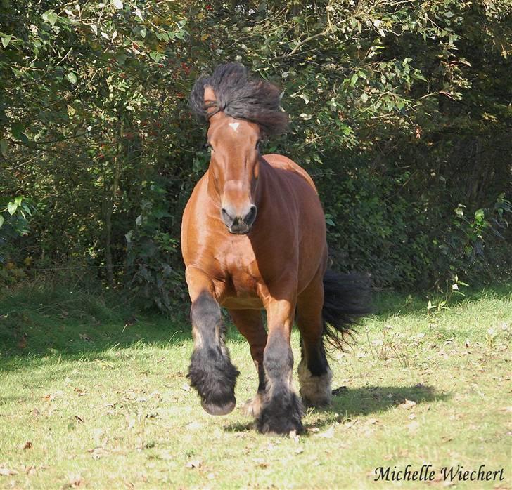 Belgier Balder billede 6