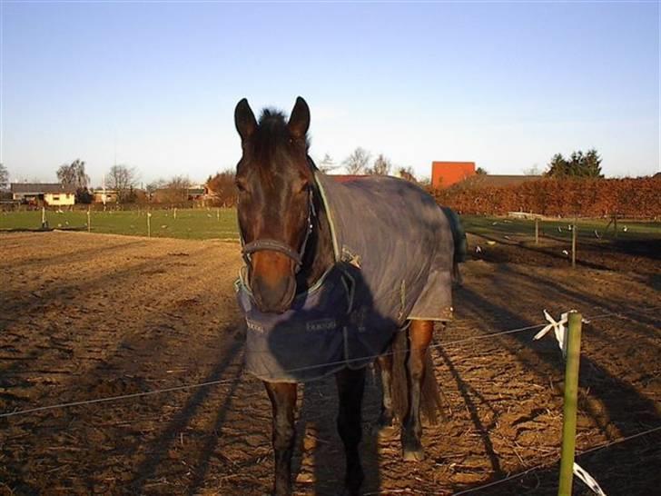 Anden særlig race Martinique  - Velkommen til min lille profil, håber du vil ligge en kommentar og bedømmelse :) billede 1