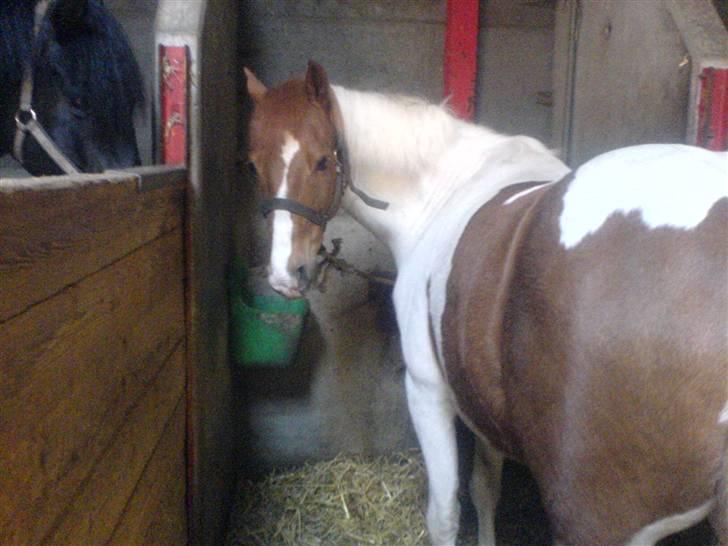 Pinto Tarzan - Den smukke pony kigger på mig :) billede 11